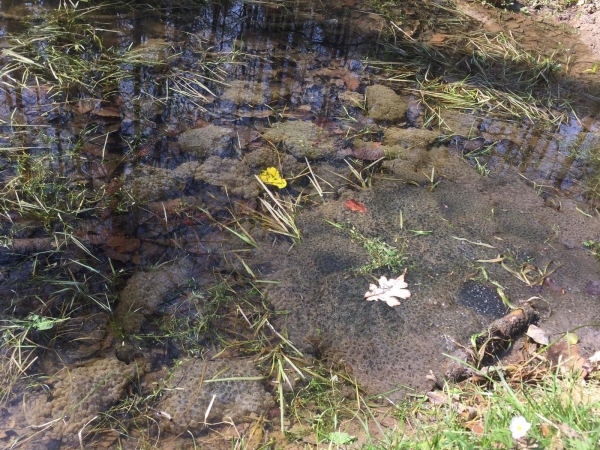 Kindergarten Bühl: Projekt Froschlaich- Frösche aufziehen (Metamorphose)